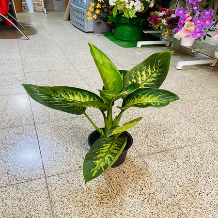 Saksı Çiçeği Tropik Orta Boy